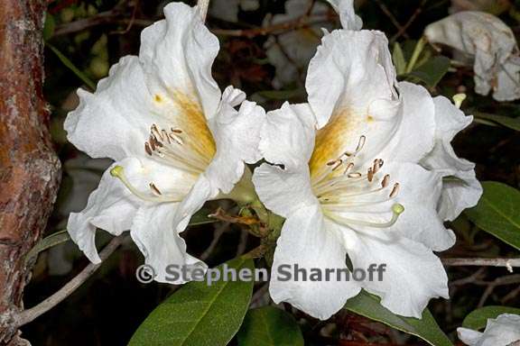 rhododendron johnstoneanum subsection maddenia 2 graphic